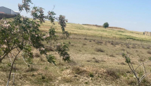 5 hektar Torpaq, Satış, Abşeron