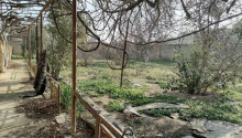 3 otaqlı Bağ evləri, Kirayə (aylıq), Abşeron