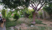 4 otaqlı Villa / Həyət evi, Satış, Abşeron