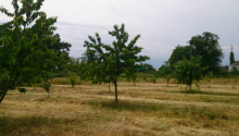 11 hektar Torpaq, Satış, Abşeron