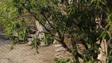 3 otaqlı Villa / Həyət evi, Satış, Abşeron