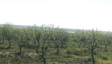 2 hektar Torpaq, Satış, Bakı, Xəzər