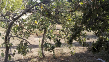 10 sot Torpaq, Satış, Bakı, Xəzər, Koroğlu