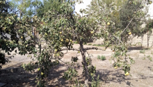 10 sot Torpaq, Satış, Bakı, Xəzər, Koroğlu