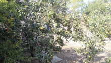 10 sot Torpaq, Satış, Bakı, Xəzər, Koroğlu