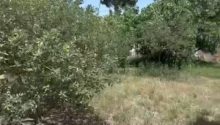 4 sot Torpaq, Satış, Bakı, Xəzər, Koroğlu