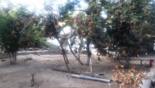 6 sot Torpaq, Satış, Bakı, Binəqədi