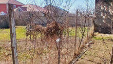 4 otaqlı Villa / Həyət evi, Satış, Bakı, Xəzər, Koroğlu
