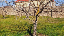 5 m2 Torpaq, Satış, Bakı, Sabunçu, Koroğlu