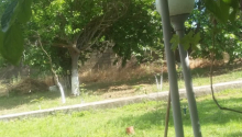 4 otaqlı Bağ evləri, Kirayə (aylıq), Abşeron