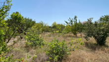 5 otaqlı Bağ evləri, Satış, Abşeron