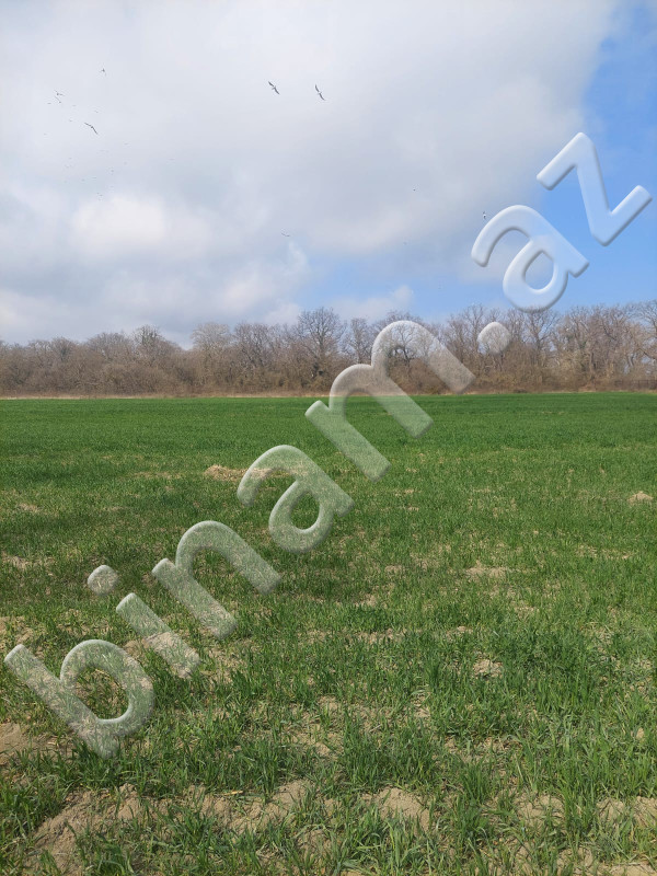 1000 m2 Torpaq, Satış, Xaçmaz