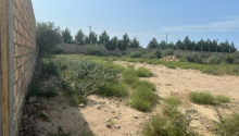 12 sot Torpaq, Satış, Abşeron