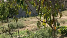 2 otaqlı Bağ evləri, Satış, Abşeron