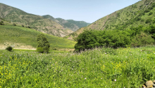 7 otaqlı Villa / Həyət evi, Satış, Yardımlı