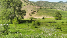 7 otaqlı Villa / Həyət evi, Satış, Yardımlı