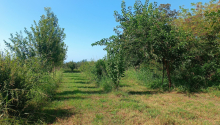 1,5 hektar Torpaq, Satış, Zaqatala
