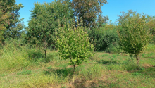 1,5 hektar Torpaq, Satış, Zaqatala