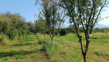 1,5 hektar Torpaq, Satış, Zaqatala