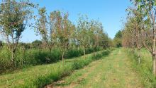 1,5 hektar Torpaq, Satış, Zaqatala