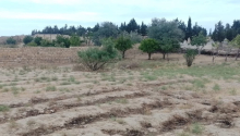 10 sot Torpaq, Satış, Abşeron
