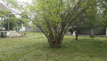 15 sot Torpaq, Satış, Qəbələ