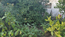 5 m2 Torpaq, Satış, Bakı, Suraxanı