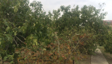 4 otaqlı Bağ evləri, Satış, Abşeron