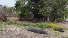 11 m2 Torpaq, Satış, Bakı, Sabunçu