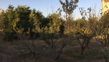 6 otaqlı Bağ evləri, Satış, Abşeron