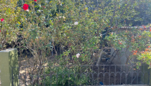 6 otaqlı Bağ evləri, Satış, Abşeron