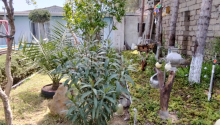 3 otaqlı Bağ evləri, Kirayə (aylıq), Bakı, Xəzər, Koroğlu