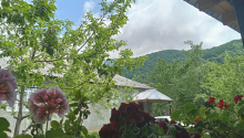 3 otaqlı Bağ evləri, Kirayə (gündəlik), Qəbələ