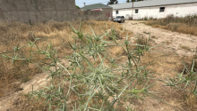 1 hektar Torpaq, Satış, Bakı, Sabunçu, Koroğlu