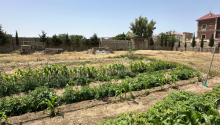 12 sot Torpaq, Satış, Bakı, Xəzər, Koroğlu