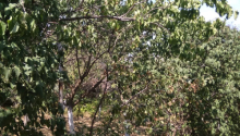 3 otaqlı Villa / Həyət evi, Satış, Qobustan