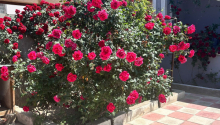 4 otaqlı Villa / Həyət evi, Satış, Bakı, Xəzər, Koroğlu