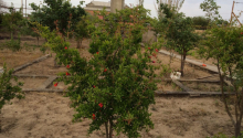 3 otaqlı Bağ evləri, Kirayə (aylıq), Bakı, Sabunçu