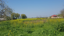 5 otaqlı Villa / Həyət evi, Satış, Masallı
