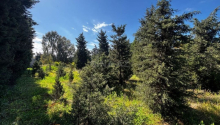 30 sot Torpaq, Satış, Bakı, Xəzər, Koroğlu