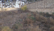 8 sot Torpaq, Satış, Abşeron