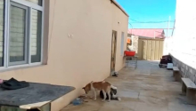 4 otaqlı Villa / Həyət evi