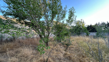 10 sot Torpaq, Satış, Bakı