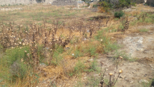 15 sot Torpaq, Satış, Bakı, Xəzər
