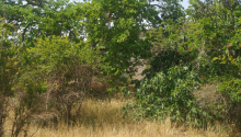 6 sot Torpaq, Satış, Bakı, Xəzər