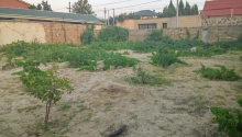 8 sot Torpaq, Satış, Abşeron