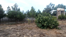12 sot Torpaq, Satış, Bakı, Xəzər