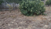 12 sot Torpaq, Satış, Bakı, Xəzər
