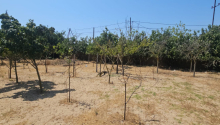 26 sot Torpaq, Satış, Bakı, Xəzər