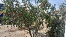 4 sot Torpaq, Satış, Sumqayıt